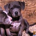 American Bulldog
